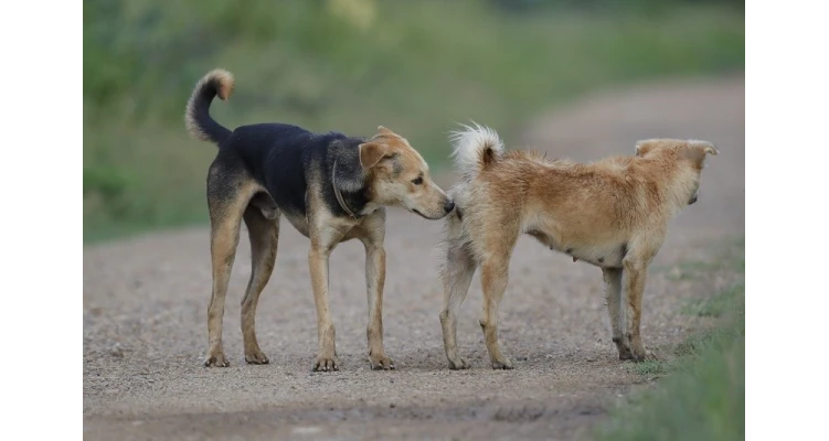 Dogs sniffing arseholes